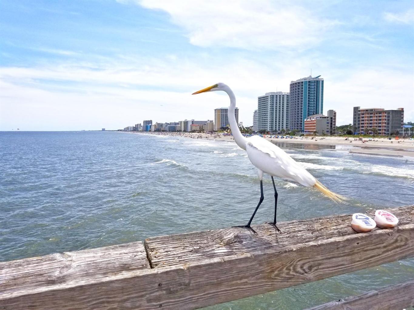 7Th Floor! Modern Building, Direct Oceanfront View Villa Myrtle Beach Bagian luar foto